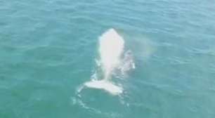 Imagens raras mostram baleia albina e seu filhote no México