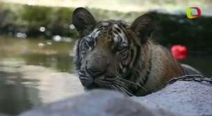 Templo dos Tigres da Tailândia pode ser transformado em zoo
