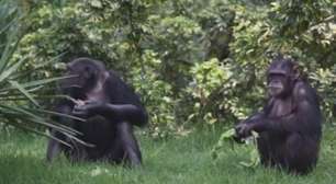 Zoológico da Guatemala recebe seis chimpanzés da Suécia