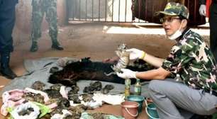 Achados 40 filhotes mortos de tigre em templo da Tailândia