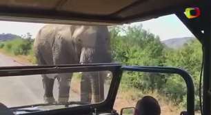 Schwarzenegger é perseguido por elefante na África