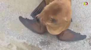 Polícia de São Francisco resgata filhote de leão marinho