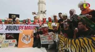 Ativistas protestam por perigo de extinção dos tigres