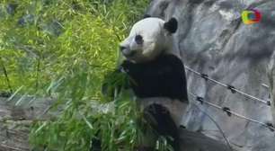 Zoológico nos EUA se prepara para despedida de panda-gigante