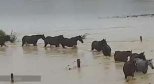 Cavalos escapam de graves enchentes na Nova Zelândia