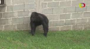 Chimpanzé Cecilia começa a se adaptar ao novo santuário