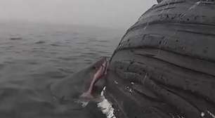 Câmera flagra tubarão comendo carcaça de baleia-jubarte na Califórnia