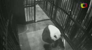 Filhote de panda nasce em zoológico de Tóquio