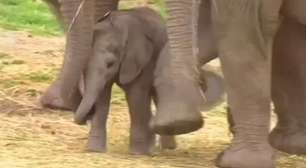 Bebê elefante raro nasce no México