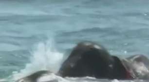 Dois elefantes à deriva são resgatados no mar