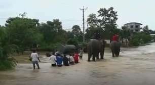 Elefantes ajudam a resgatar turistas em parque alagado