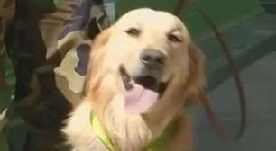 Cães de polícia ganham festa por trabalho antidrogas