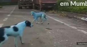 Cães em Mumbai ficam azuis por contato com corantes químicos