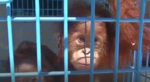 Filhotes de orangotango ameaçados de extinção são resgatados