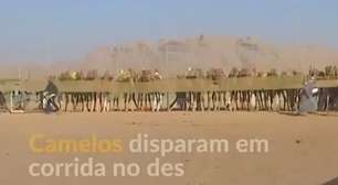 Camelos disparam em corrida no deserto da Jordânia