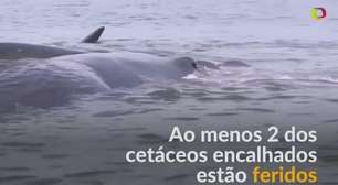 Indonésios se unem para salvar 12 baleias encalhadas