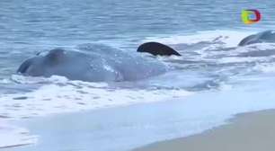 Indonésia vai investigar morte de baleias encalhadas