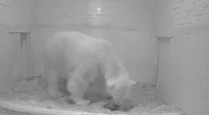 Zoológico de Berlim dá boas-vindas a filhote de urso polar