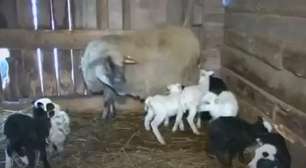 Ovelha de 9 anos registra novo recorde ao parir 8 filhotes
