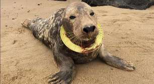 Foca ferida por frisbee preso no pescoço retorna ao mar