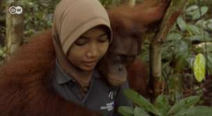 Pesquisadores reencontram orangotango que soltaram na mata