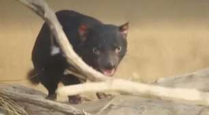 Diabos da Tasmânia ganham nova casa nos EUA