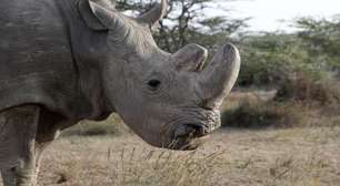Morre o último rinoceronte-branco do norte macho do mundo