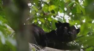 Onças-pintadas da Amazônia vivem em cima de árvores