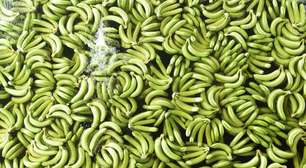 Como a agricultura lida com o mais perigoso fungo das bananas