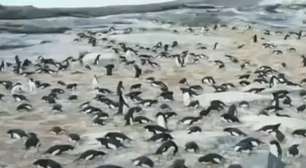 Pinguins da Antártida são estudados com o uso de 'timelapse'