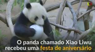 Panda-gigante celebra 6º aniversário em zoológico