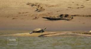 Tartaruga amazônica corre o risco de extinção