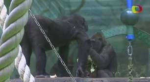 Zoológico de Moscou dá boas-vindas a raro bebê gorila