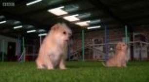 Conheça uma das estrelas da indústria de clonagem de cães na China