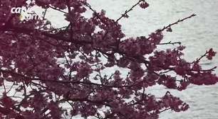 Florada das cerejeiras embeleza a paisagem cascavelense
