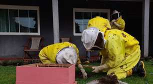 Enxame de abelhas se instala em caixa de gordura no bairro Periolo