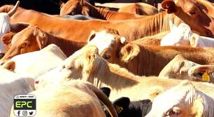 Cascavel lidera a produção de galináceos com mais de 21 milhões de aves