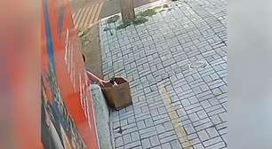 Mulher abandona ninhada de gatos na frente de pet shop em Cascavel