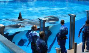 SeaWorld: espetáculo ou crueldade? Vimos as famosas orcas