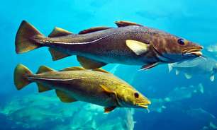 Por que ninguém conhece a cabeça do bacalhau?