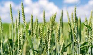 Nova descoberta sobre o trigo pode impactar a segurança alimentar global