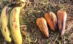 A 'banana falsa' que pode ser solução para alimentar milhões