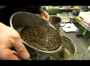 Chefs apresentam receitas com insetos 'deliciosos e crocantes'