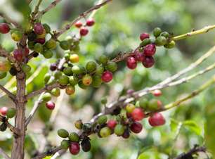 Cai a receita da exportação de café brasileiro