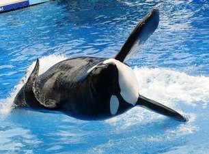SeaWorld promete acabar com show de orcas