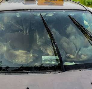 Polícia dos EUA resgata 47 gatos que viviam em um carro com o dono