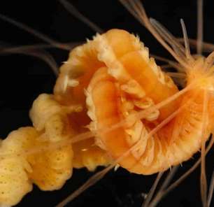 Bizarro verme marinho luminoso que parece macarrão é divulgado por cientistas
