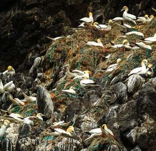 As trágicas imagens de animais selvagens enroscados em lixo produzido por humanos