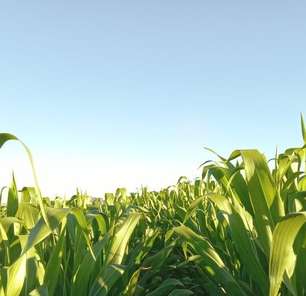 Clima impacta trabalhos com soja e milho nos campos do RS