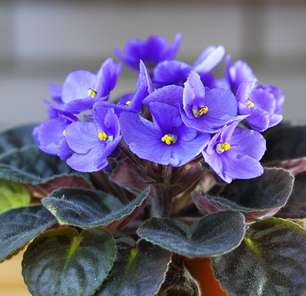 Como plantar e cuidar de violetas africanas